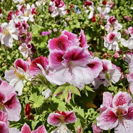 Pink & White Geranium Cuttings – Pelargonium Live Cuttings | Set of 5 | Flowering Plant Cuttings | Indoor & Outdoor Garden | Easy to Grow