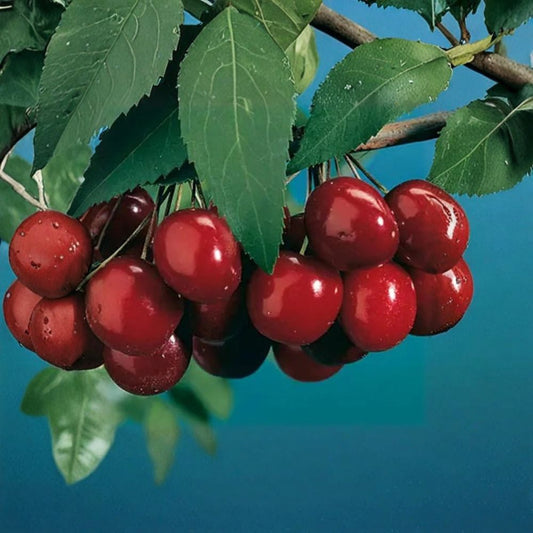 Black Tartarian Sweet Cherry – Prunus avium Live Fruit Tree | 3–4 Feet Tall | Ships in 3 Gallon Pot  Early Bearing Variety | Large Sweet Dark Fruit | Bigger Trunk Tree