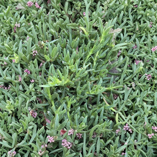 Ice Plant Cuttings – 25 Live Purple Flower Delosperma | Hardy Ground Cover Succulent | Fast Growing Drought Tolerant Plant
