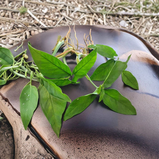 Rare Green Syngonium Cuttings – 5 Air Rooted Leaf Cuttings | Arrowhead Vine | Easy Grow Tropical Houseplant | Fast Growing Indoor Plant