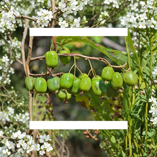 Mini Kiwi Cuttings – Hardy Kiwi Live Unrooted | Set of 5 | Self-Fertile Fruit Vine | Rare Actinidia | Easy to Grow