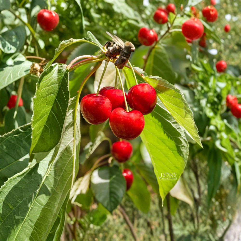 Royal Lee Cherry – Prunus avium Grafted Live Tree | 3–4 Feet Tall | Ships in 3 Gallon Pot  Early Season Sweet Cherry | High Productivity | Bigger Trunk Tree