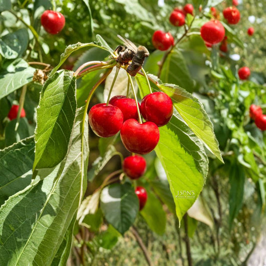 Royal Lee Cherry – Prunus avium Grafted Live Tree | 3–4 Feet Tall | Ships in 3 Gallon Pot  Early Season Sweet Cherry | High Productivity | Bigger Trunk Tree