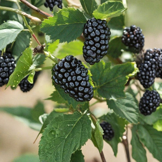 Blackberry Plant Cuttings – Set of 10 Unrooted Cuttings | 5–8 Inches Long | Easy Propagation | Grow Your Own Berry Plants