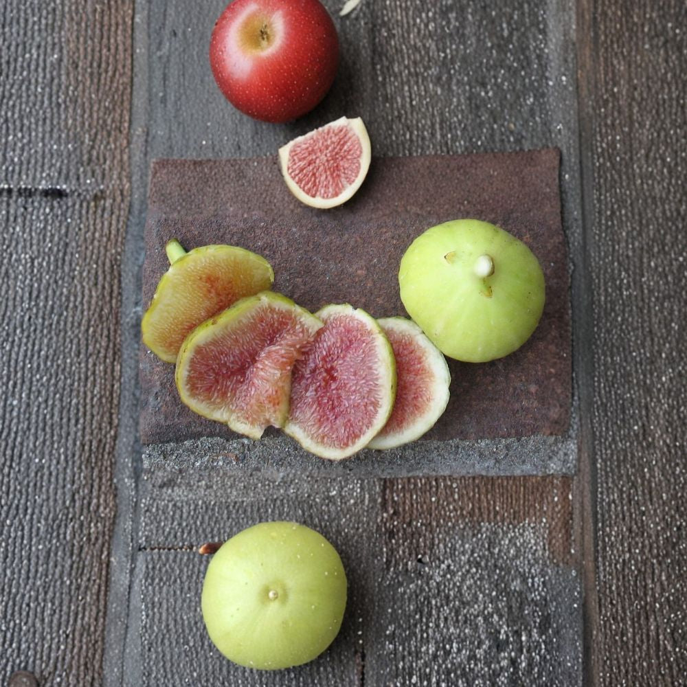 Brooklyn White Fig Cuttings – 2 Pack Ficus carica | Cold Hardy Sweet Fig Variety | Includes Willow Water Rooting Kit