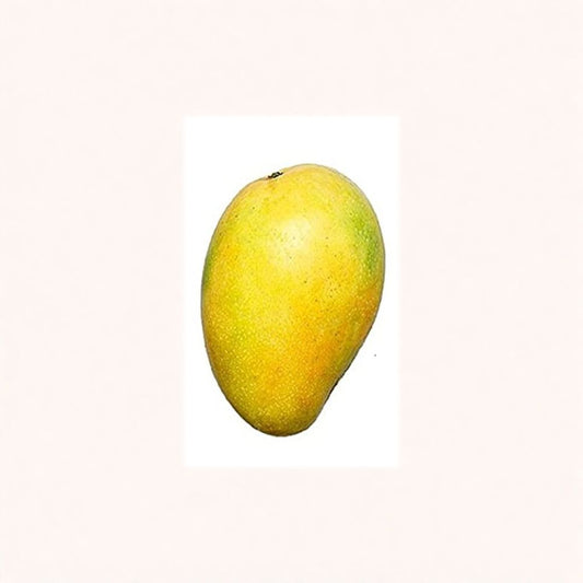 Lemon Meringue Mango Tree – Mangifera indica (Pu Pyi Klai) Live Grafted Tree | 3–4 Feet Tall | Shipped in 7 Gallon Pot  Citrus-Sweet Flavor | Lemon Aroma Mango | Premium Large Size Tree