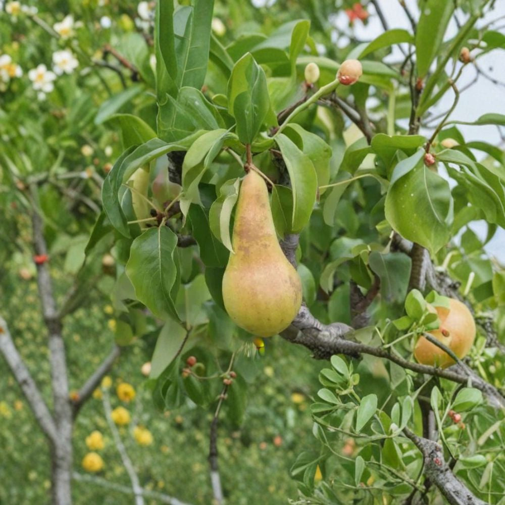 Concorde Pear – Premium Dessert Variety 25+ Seeds | USA Sourced | Home Garden Planting  Sweet Juicy Pear | Backyard Orchard | Grow from Seed