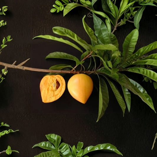 Canistel – Pouteria campechiana Live Air-Layered Tree | 3 Feet Tall | Shipped in 3 Gallon Pot  Egg Fruit Tree | Sweet Custard Flavor | Tropical Backyard Favorite