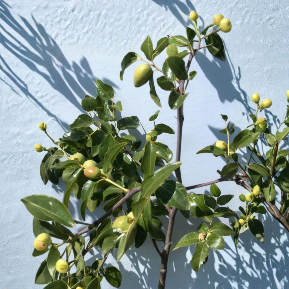 Tigertooth Jujube Scion Wood – 2 Thin Cuttings 8 Inch | Ziziphus jujuba | Grafting Only Budwood | Sweet Fruit Tree Variety