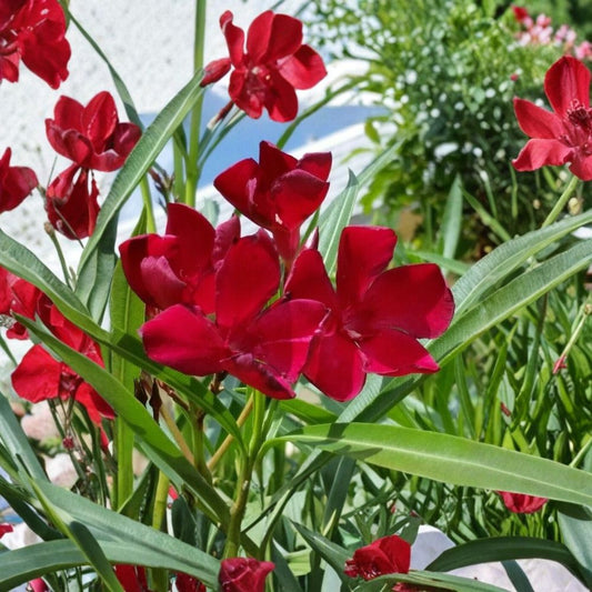 Red Oleander Cuttings – Nerium oleander Live Cuttings | Set of 7 (6 Inch) | Evergreen Flowering Shrub | Fast Growing Hedge Plant