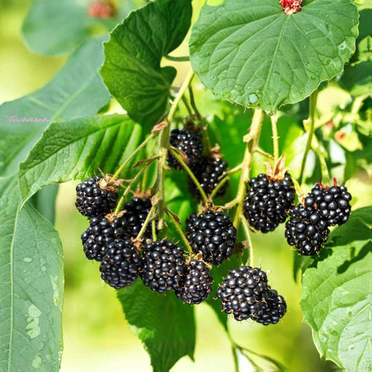 Wild Organic Blackberry Cuttings – Set of 3 Unrooted Cuttings | 6–8 Inch Fresh Cuttings | Easy to Grow Berry Plant Starter