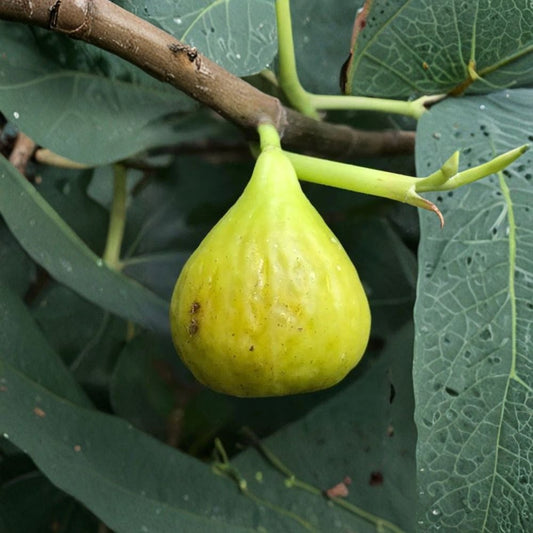 Brooklyn White Fig Cutting – 8+ Inch Ficus carica | 3+ Nodes Fresh Cut | Cold Hardy Sweet Fig Variety