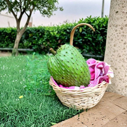 Soursop – Guanabana – Annona muricata Live Tropical Plant | 1 Foot Tall | Ships in 6” Pot  Creamy Sweet-Sour Fruit | Exotic Tropical Tree | Rare Edible Plant