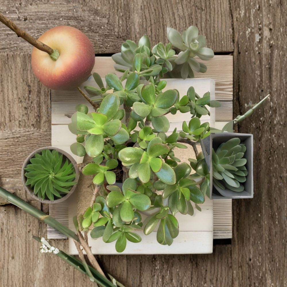 Jade Plant Succulent – Crassula ovata Live Plant | 3–5 Inch Single Branch | Money Plant | Easy Care Indoor Plant | Lucky Houseplant