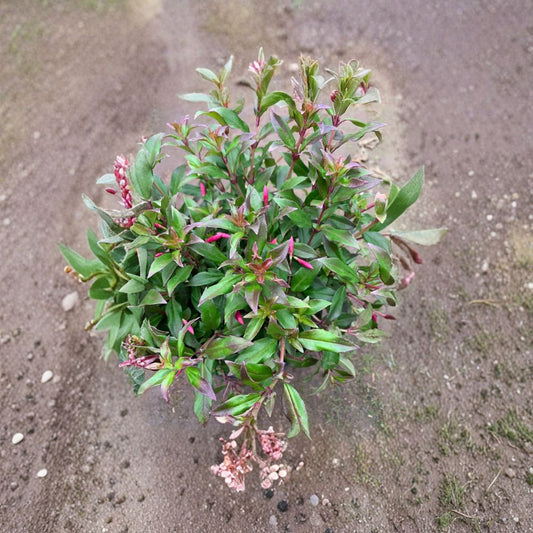 Fuchsia glazioviana – Hardy Brazilian Fuchsia Live Flowering Plant | Ships in 3” Pot | Shade Loving  Magenta Tubes | Purple Petals | Tall Garden Fuchsia