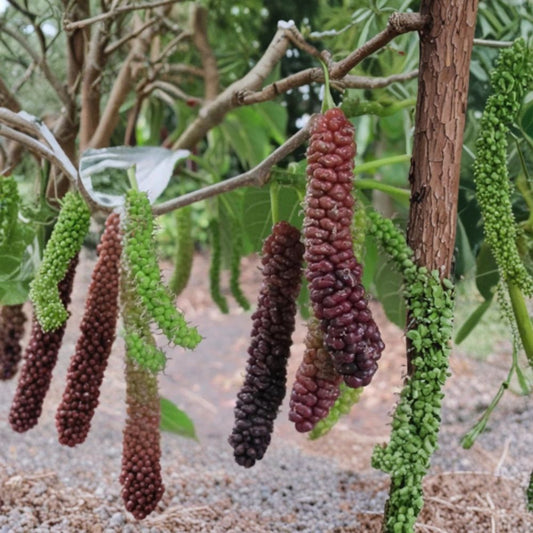 Morus alba ‘Cookes Pakistan’ – Pakistan Fruiting Mulberry Live Fruit Tree | 3 Feet Tall | Shipped in Pot  Extra-Long Sweet Berries | Fast Growing Tree | Backyard Orchard Favorite