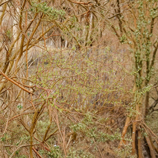 Curly Willow Cuttings – Salix erythroflexuosa Live Unrooted | Set of 5 | Golden Curls Corkscrew Willow | Fast Growing Tree