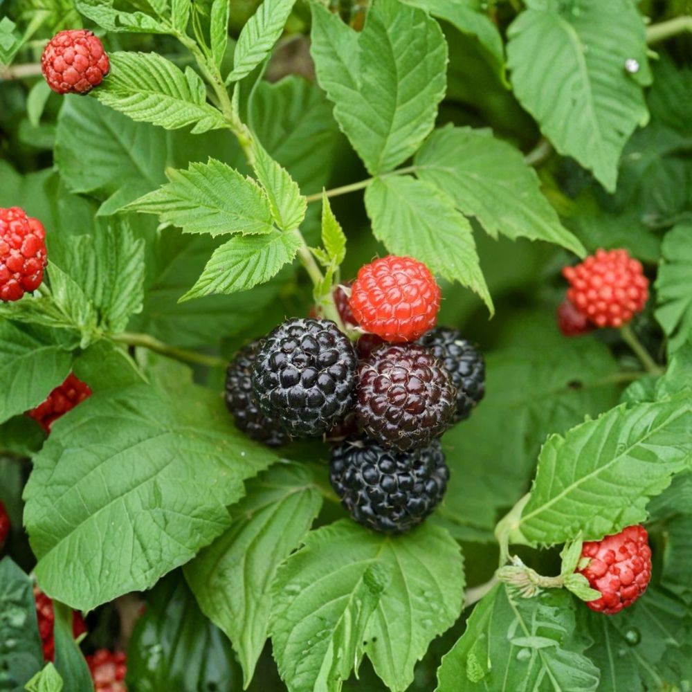 Cumberland Black Raspberry Plant – Live Berry Bush | 1–2 Year Old Plant | Sweet Black Raspberry | Garden Ready