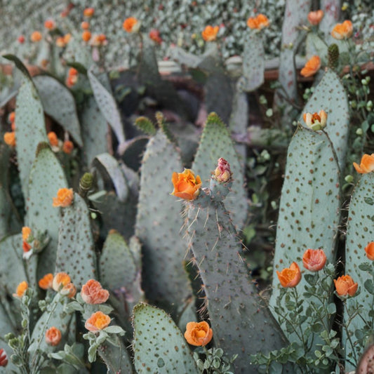Cow’s Tongue Cactus Pad – Opuntia engelmannii var. liguiformis | 8–10 Inch Unrooted Cutting | Hardy Prickly Pear | Easy Grow Desert Plant