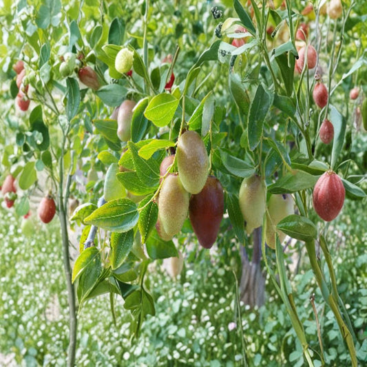Jujube ‘GA866’ – Ziziphus jujuba Live Grafted Tree | 4–5 Feet Tall | Shipped in 3 Gallon Pot  Large Sweet Fruit | Bigger Trunk Tree | Drought Tolerant & Hardy
