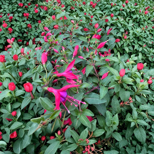 Fuchsia ‘Corabelle’s Rose Purple’ – Fuchsia hybrid Live Flowering Plant | Ships in 4” Pot | Shade Loving Blooms  Pink & Purple Nodding Flowers | Elegant Garden Accent