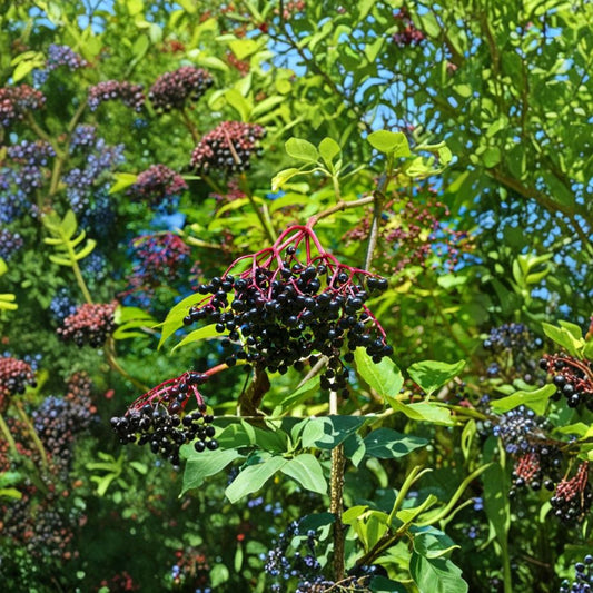 Elderberry Cuttings – Sambucus canadensis Live Cuttings | Set of 5 (6–10 Inch) | Edible Berry Shrub | Hardy Fruit Plant | Easy to Grow