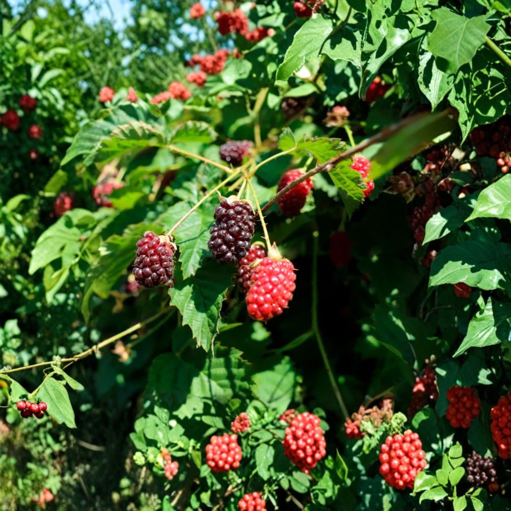 Sweet Boysenberry Plants – Set of 2 Live Berry Plants | 4–6 Inches Tall | Soil Root Balls No Pot | Garden Fruit Starter