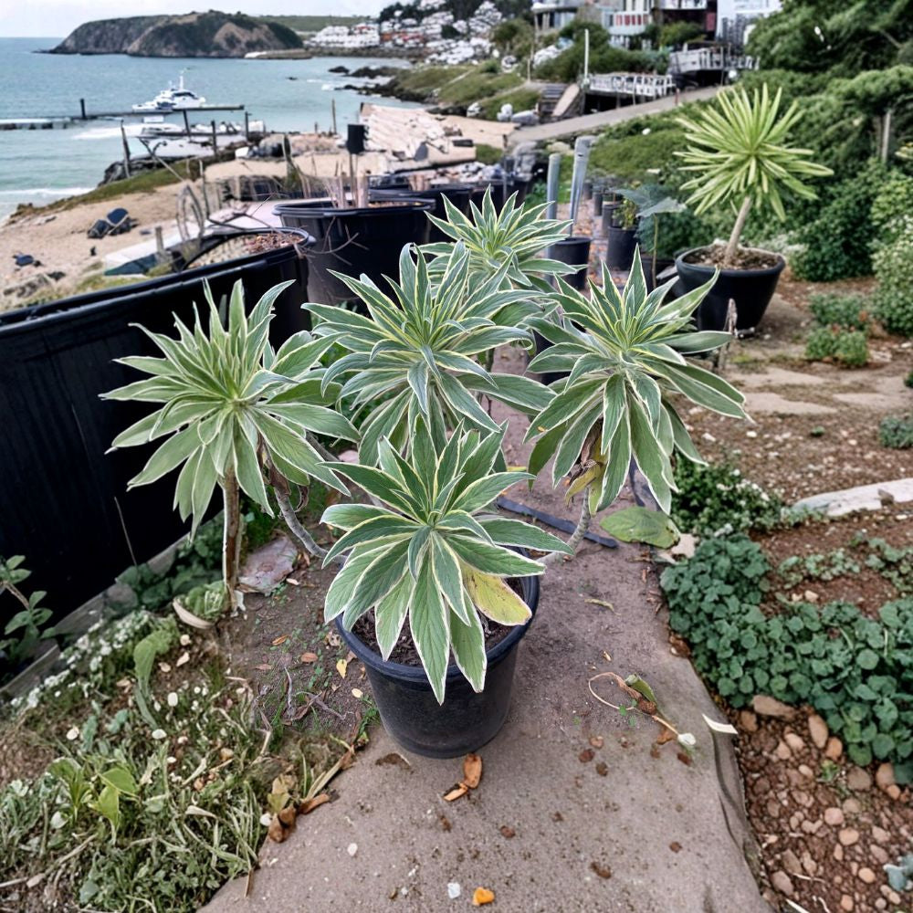 Echium candicans ‘Star of Madeira’ Live Starter Plant | 6” to 1 Foot Tall | Ships in 6” Pot  Lavender Blue Flower Spikes | Bold Variegated Foliage | Coastal Favorite