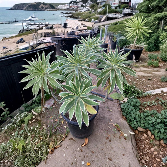 Echium candicans ‘Star of Madeira’ Live Starter Plant | 6” to 1 Foot Tall | Ships in 6” Pot  Lavender Blue Flower Spikes | Bold Variegated Foliage | Coastal Favorite