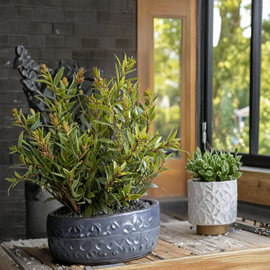 Little Ragu Sweet Bay – Laurus nobilis Live Compact Herb Plant | 1 Foot Tall | Shipped in 6 Inch Pot  Dwarf Bay Laurel | Aromatic Culinary Leaves | Patio & Kitchen Garden Friendly