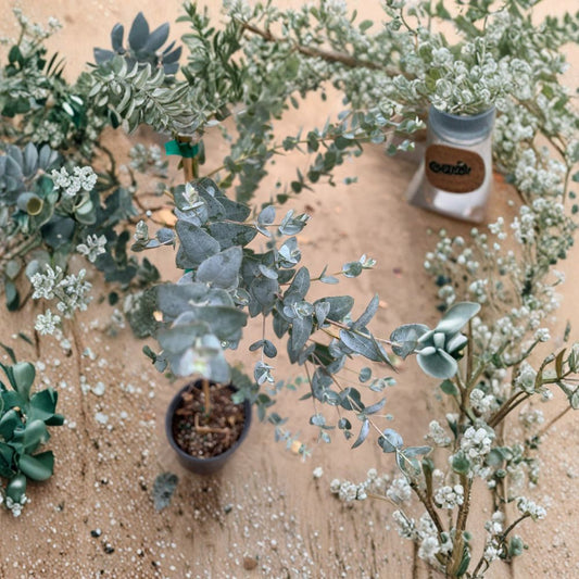 Eucalyptus ‘Moon Lagoon’ – Eucalyptus Live Ornamental Tree | 1–2 Feet Tall | Shipped in 3 Gallon Pot  Aromatic Silver Foliage | Fast Growing Accent Tree | Drought Tolerant