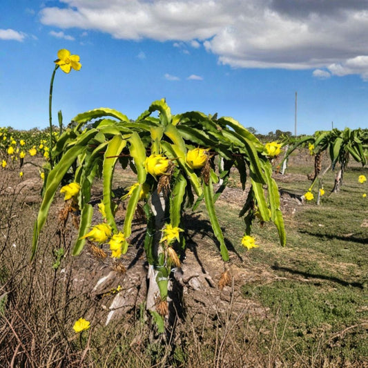 Yellow Dragon Fruit Plant – Selenicereus megalanthus Live Potted Cutting | 8–12 Inches Tall | Sweet Tropical Fruit Cactus | Fast Growing Patio Plant