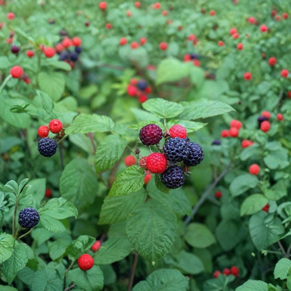 Black Hawk Raspberry Plants – Set of 2 Live Berry Bushes | 1–2 Year Old Plants | Sweet High Yield Raspberries | Garden Ready