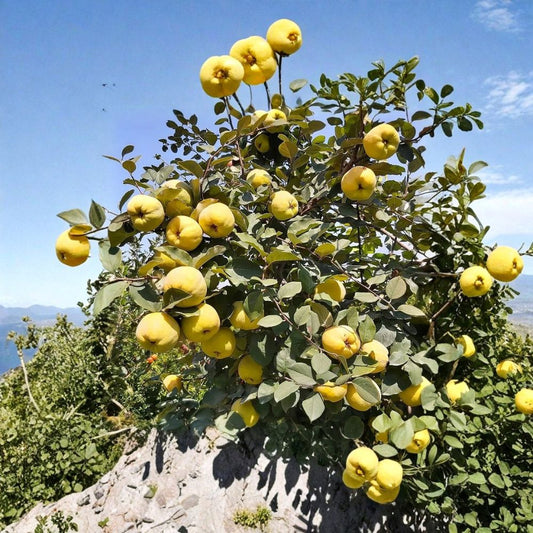 Honey Quince Cuttings – Cydonia oblonga Live Cuttings | Set of 5 | Sweet Fragrant Fruit Tree | Garden Orchard Starter | Easy to Root
