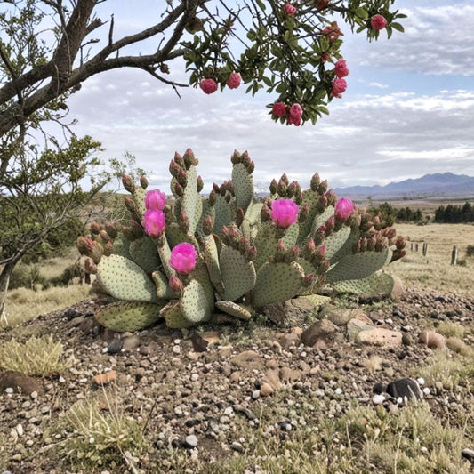 Opuntia basilaris – Beavertail Cactus Live Cutting | 1 Pad (Buy 2 Get 1 Free) | Pink Flowering Succulent | Drought Tolerant | Easy Desert Plant