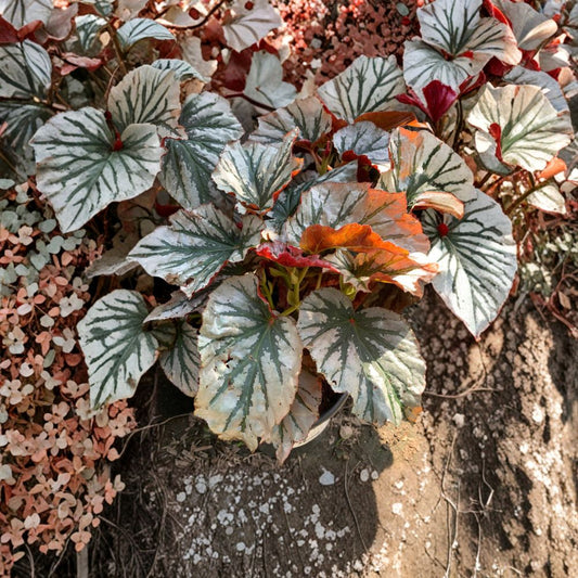 Begonia ‘Looking Glass’ – Begonia Hybrid Live Plant | 6 Inch Pot | Silver Foliage Accent  Metallic Silver Leaves | Shade Loving | Decorative Indoor Plant