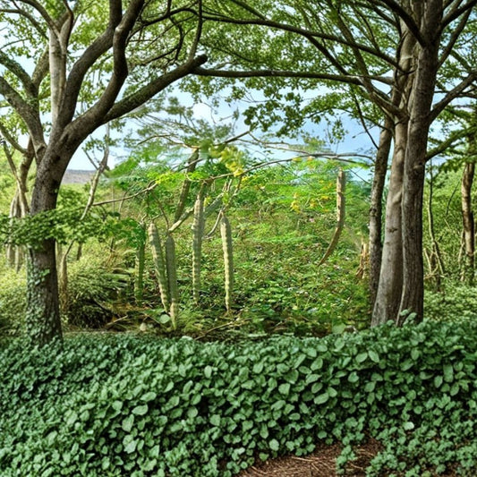 Moringa Tree – 25 Seeds Tree of Life | Moringa Oleifera Fast Growing Plant | Easy to Grow Superfood Tree | Garden Starter