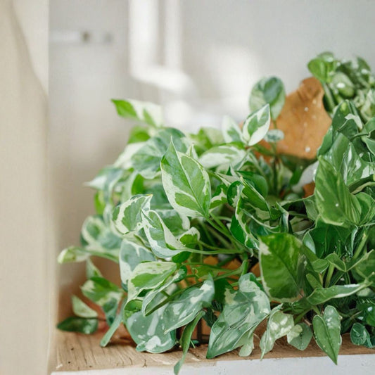 Pothos ‘Pearls and Jade’ – Epipremnum aureum Live Cuttings | 3 Pack 4–5 Inches | Variegated Devil’s Ivy Indoor Plant | Easy Propagation Houseplant