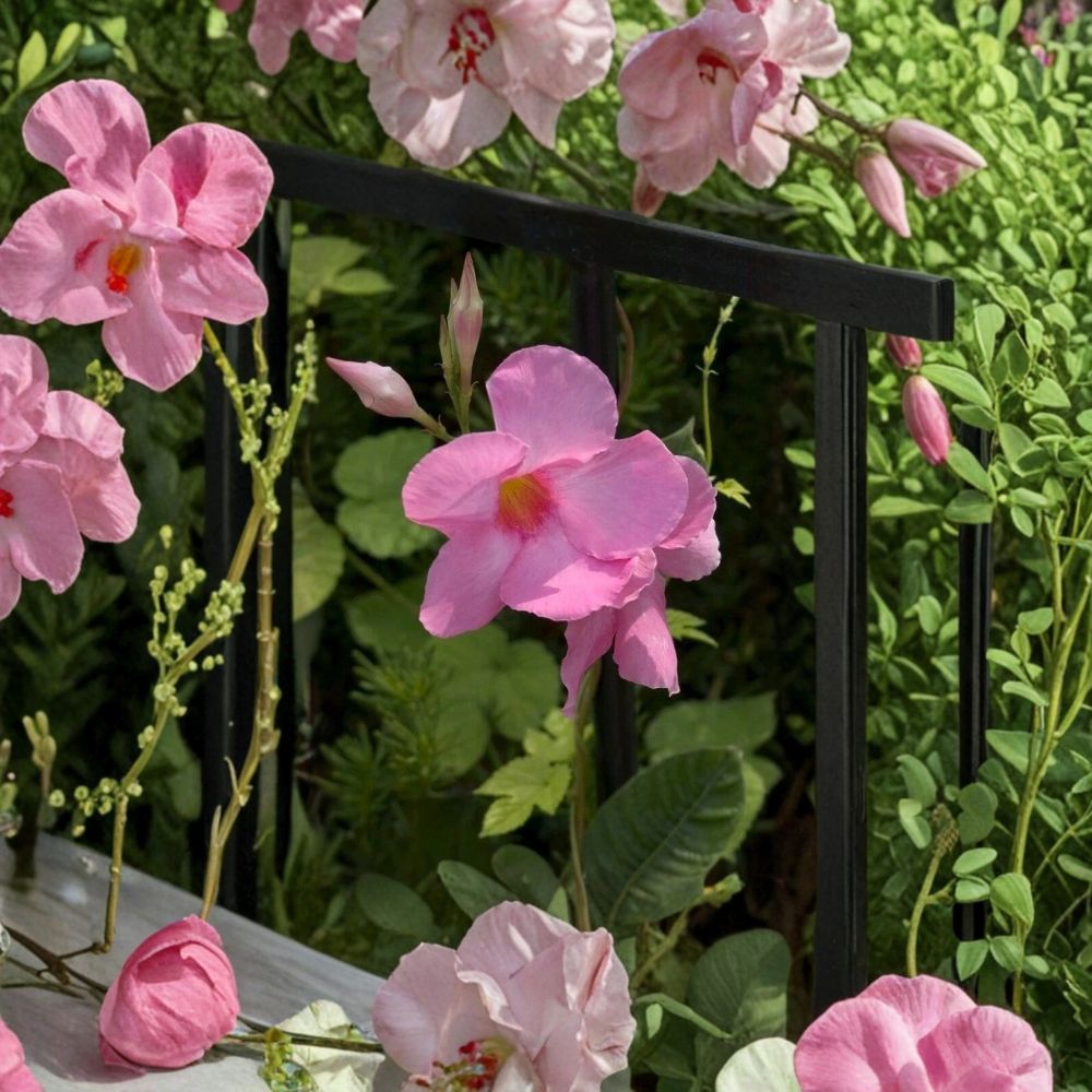 Mandevilla Alice Dupont Live Plants – 4 Rooted Starter Plants | Pink Climbing Vine | Tropical Flower Plant | Outdoor Garden Vine