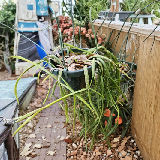 Rhipsalis Micrantha Cuttings Set of 3 | Rare Jungle Cactus SEL77-2732 | Trailing Epiphytic Cactus | Hard to Find Plant | No Pot