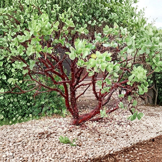 Dr. Hurd Manzanita – Arctostaphylos manzanita ‘Dr. Hurd’ Live Starter Plant | 6 Inches Tall | Shipped in 6" Pot  Evergreen Native Shrub | Striking Red Bark | Drought Tolerant
