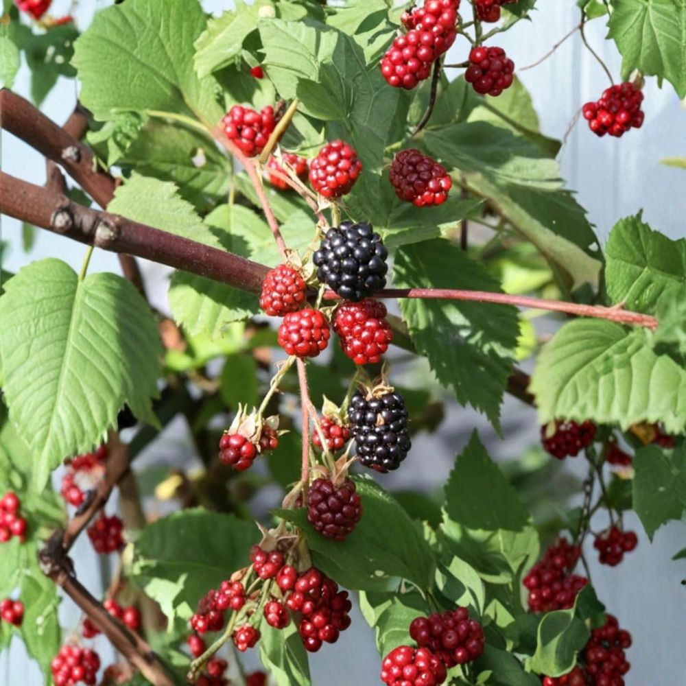 Osage Thornless Blackberry Plants – Set of 2 Live Starter Plants | 4–6 Inches Tall | Sweet Juicy Berry Variety | Soil Root Balls No Pot | Backyard Fruit Garden