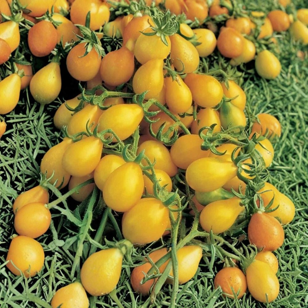 Yellow Pear Tomato – Heirloom Variety 50 Seeds | Non-GMO | 70–75 Days  Sweet Golden Cherry Tomato | Indeterminate | High Yield