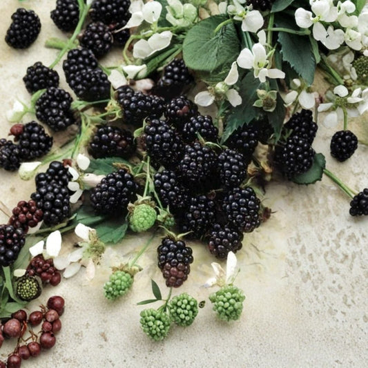 Sweetie Pie Thornless Blackberry Plants – Set of 4 Live Plants | 2–6 Inches Tall | Sweet Juicy Berry Variety | Starter Plants in Tray Pots | Backyard Fruit Garden