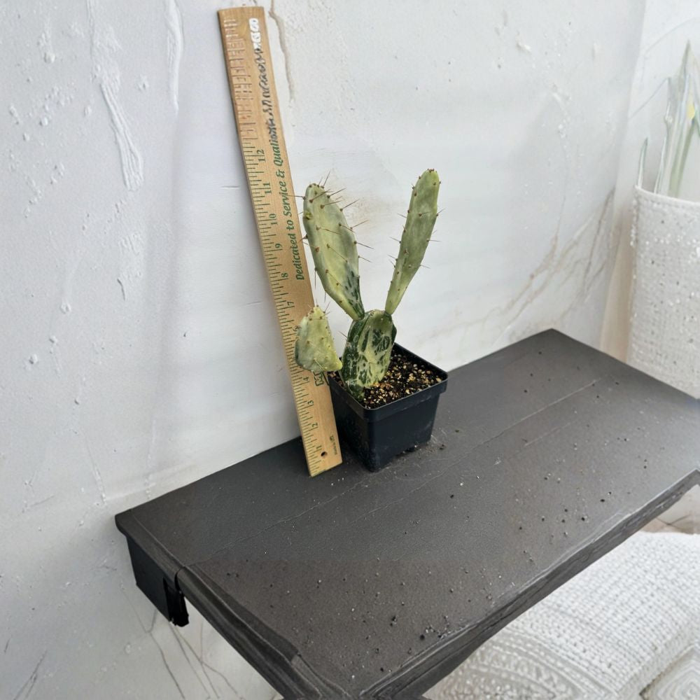 Drooping Prickly Pear – Opuntia monacantha Live Cactus Plant | 4–10 Inches Tall | Dry-Rooted  Fast Growing | Ornamental Blooms | Easy Care Succulent