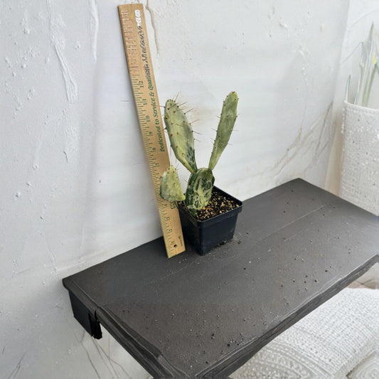 Drooping Prickly Pear – Opuntia monacantha Live Cactus Plant | 4–10 Inches Tall | Dry-Rooted  Fast Growing | Ornamental Blooms | Easy Care Succulent