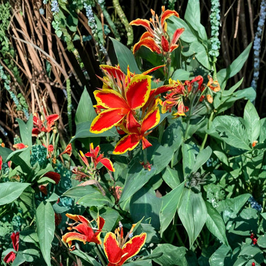 Dwarf Tropical Flowering Plant – 2 Feet Tall Live Colorful Plant | 2 Feet Tall | Ships in 6” Pot  Bright Red Flowers | Yellow Edged Blooms | Tropical Garden Accent