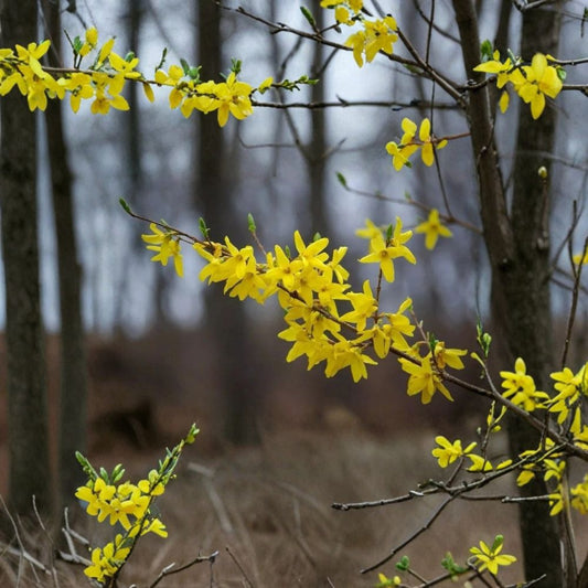 Forsythia Cuttings – 12 Fresh Unrooted 6–8 Inch Stems | Early Spring Flowering Shrub | Fast Growing Hedge Plant | Easy Propagation