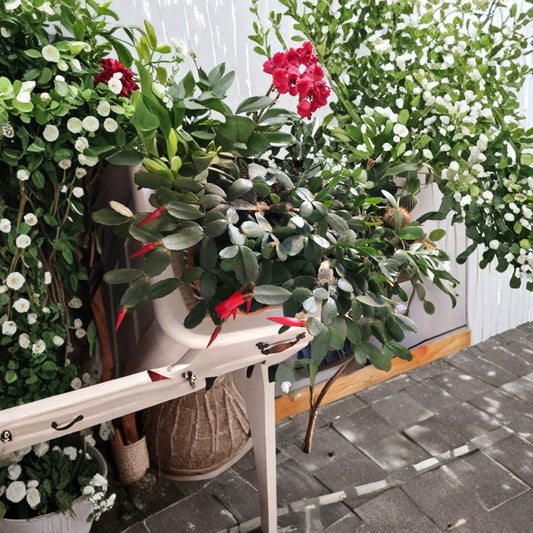 Easter Cactus Cuttings – Rhipsalidopsis gaertneri Live Cuttings | Set of 3 (2 Segment) | Spring Blooming Red Flower | Holiday Cactus | Easy to Grow