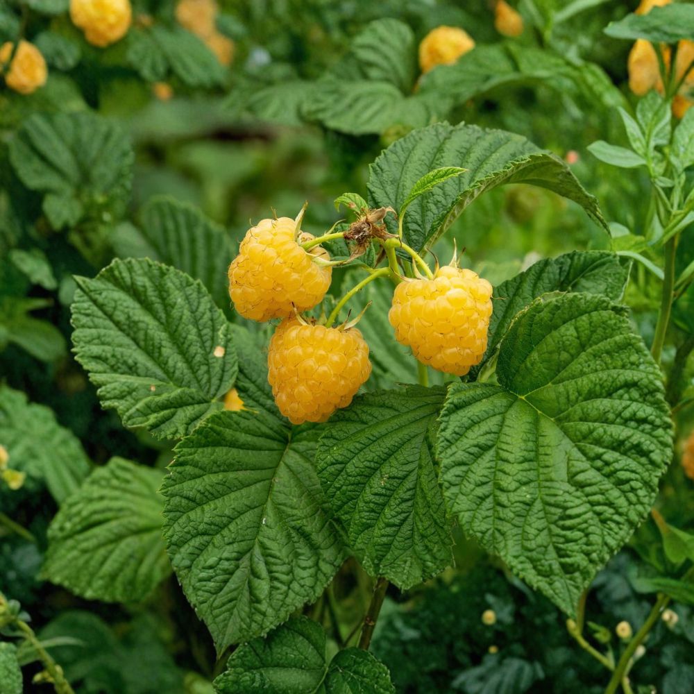 Fall Gold Raspberry Plants – Set of 5 Starter Plugs | Rubus idaeus ‘Fall Gold’ | Bare Root Golden Raspberry | Sweet Everbearing Variety